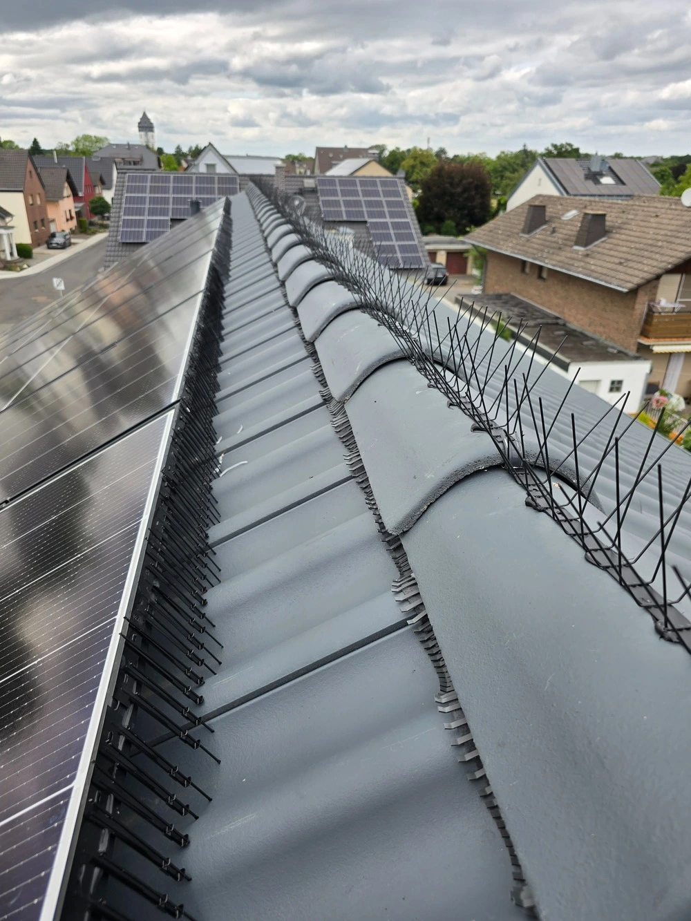 Eine Nahaufnahme der Unterseite eines Solarmoduls, wo sich trockenes Nistmaterial zwischen den Kabeln angesammelt hat.